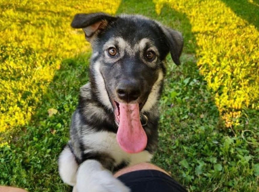 Živahen in le petmesečni Ajk čaka na lastnika, ki mu bo nudil prvi dom