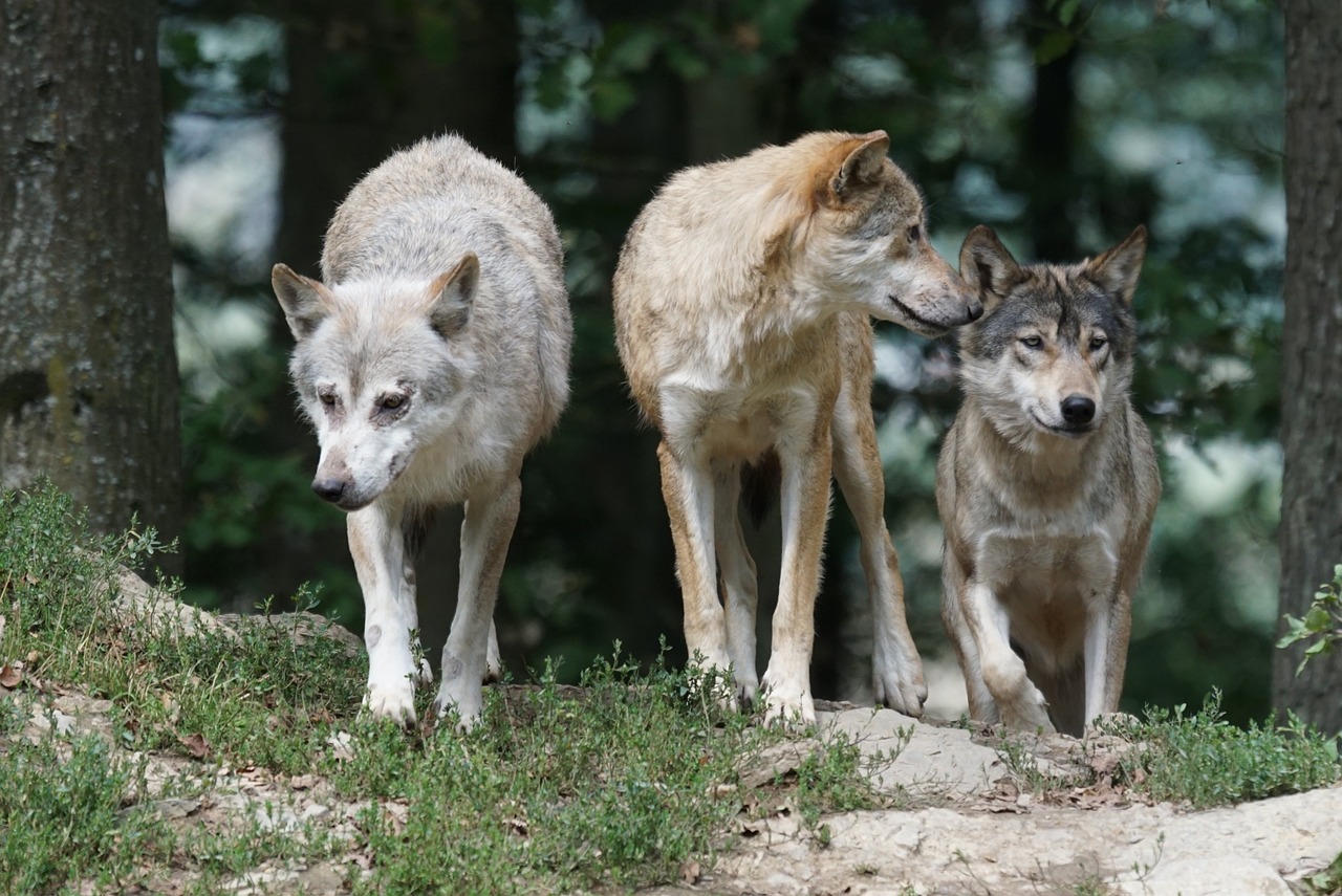 Trije volkovi v francoskem živalskem vrtu napadli žensko, bori se za življenje