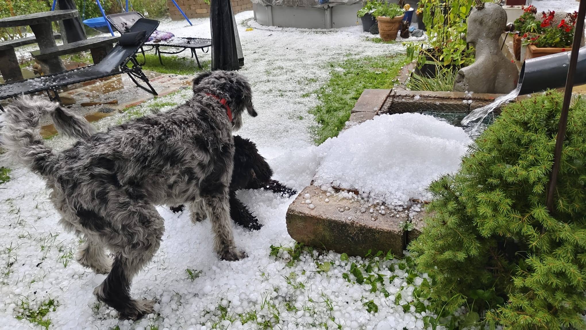 FOTO: Tik ob slovenski meji je zemljo prekrila debela plast toče