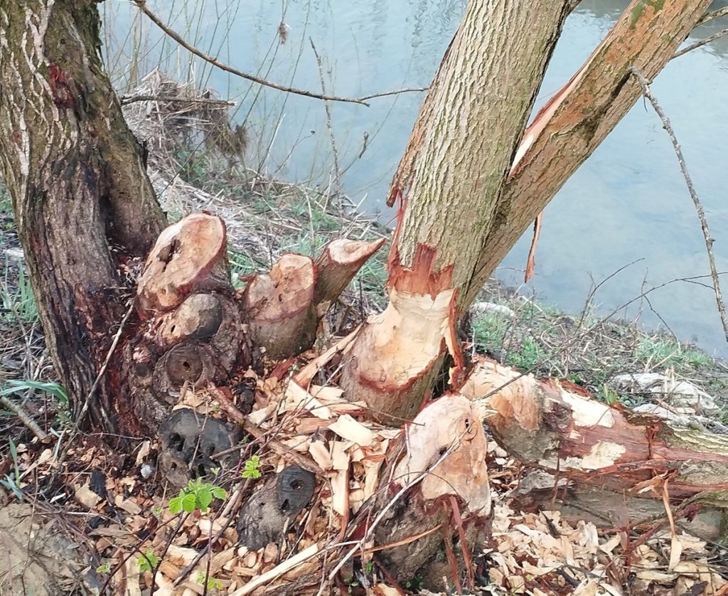 FOTO: Štajerski lovci odkrili sledi bobra