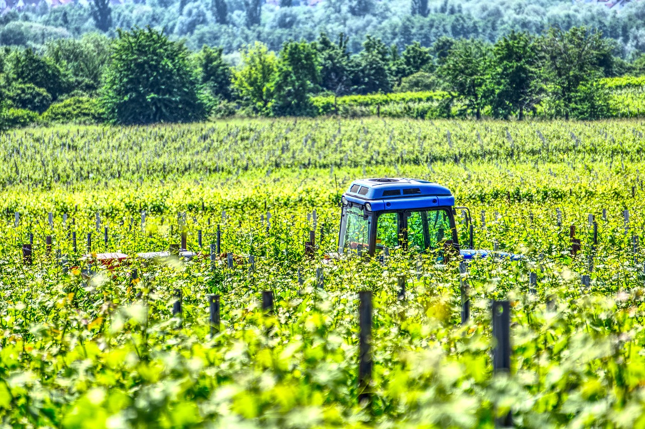 Na slovenskih kmetijah iščejo sezonske delavce