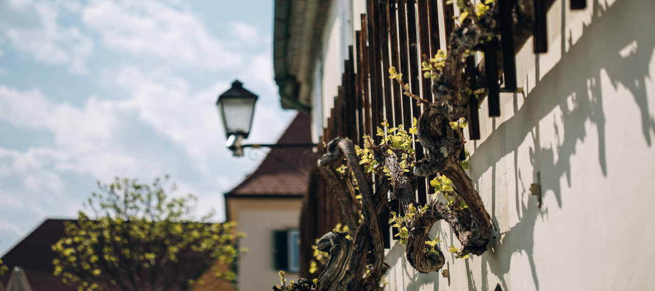 Maribor razglašen za najboljšo vinsko prestolnico Evrope 2026