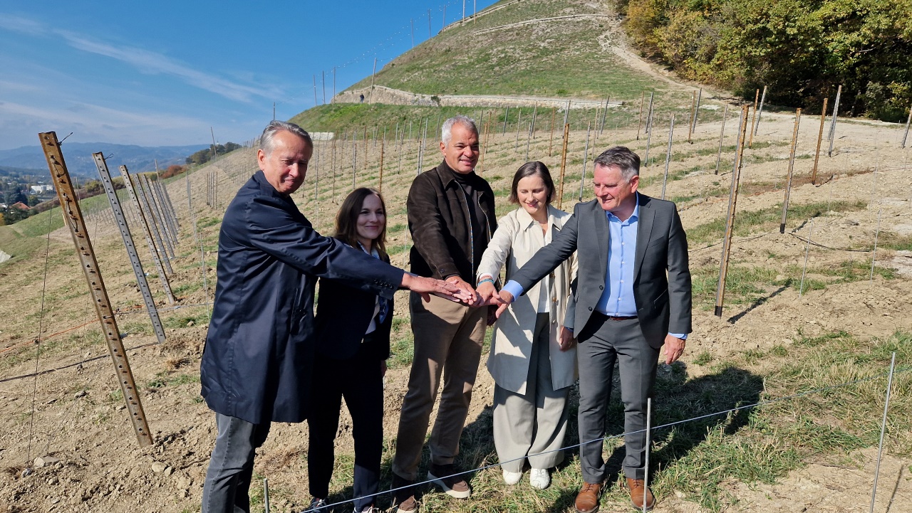 Na mariborski Piramidi zasadili prvo trto: Prva trgatev čez nekaj let, prva penina morda čez deset (FOTO)