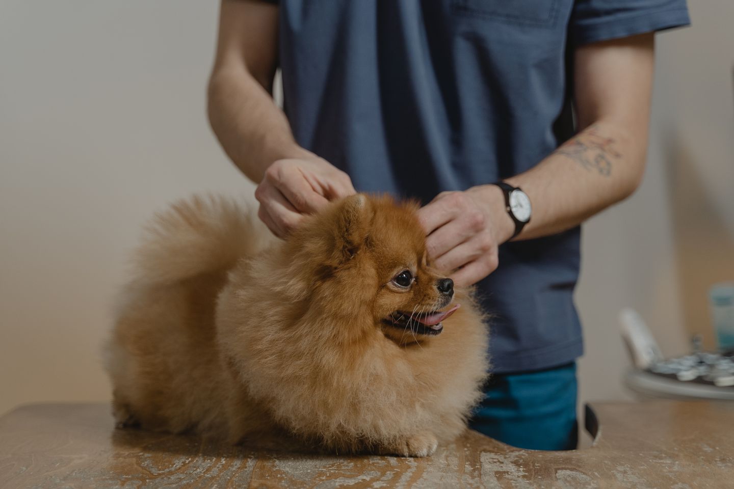 Konec dežurstva za veterinarje? Kaj bi to lahko pomenilo za vašega ljubljenčka