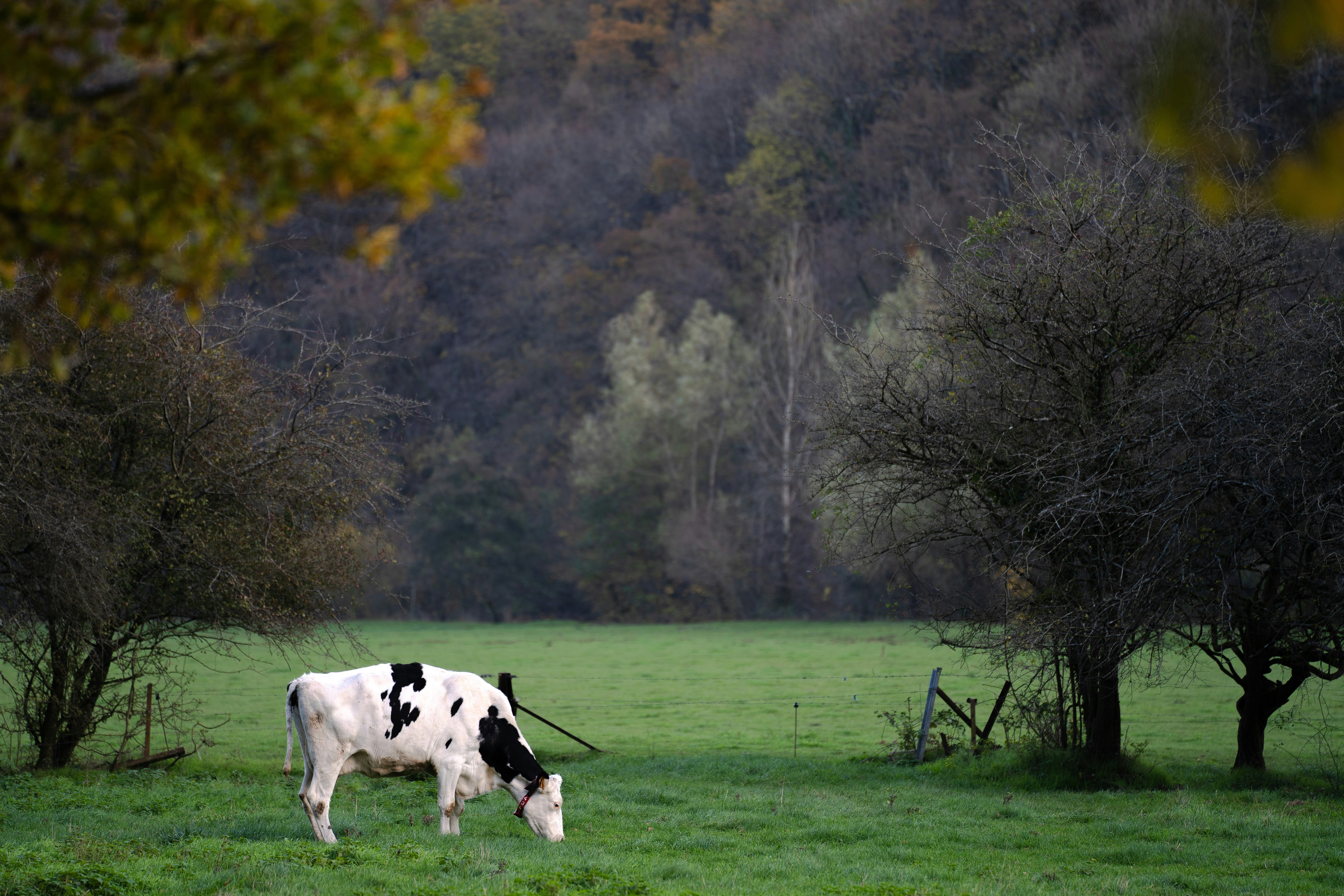 Smrtonosna bolezen se širi po Evropi: Po Italiji zdaj v karanteni tudi Francija