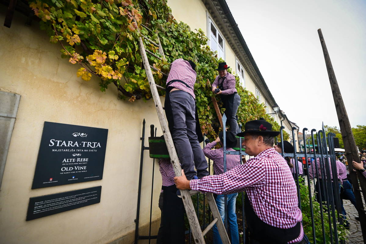 Začenja se 24. Festival najstarejše trte, vrhunec bo trgatev stoletne trte na Lentu