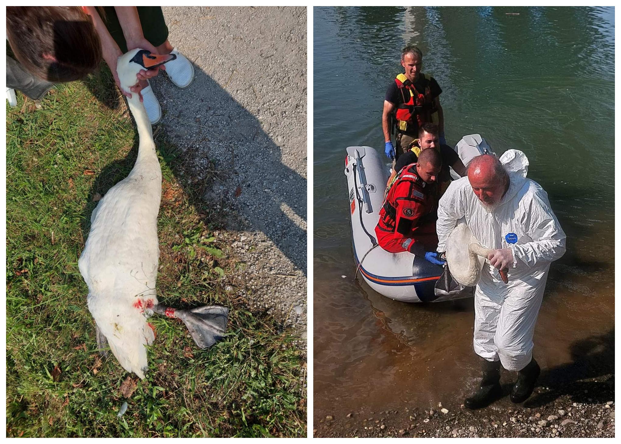 FOTO: V Mariboru divjanje ponovno stalo življenje mame labodke