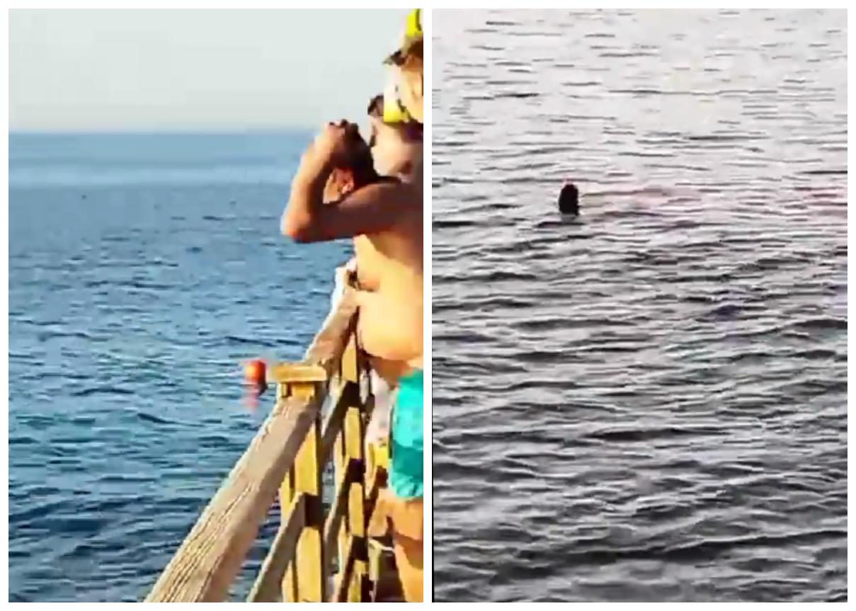 Nočna mora na priljubljenem letovišču: Morski pes 68-letnici odgriznil roko in nogo