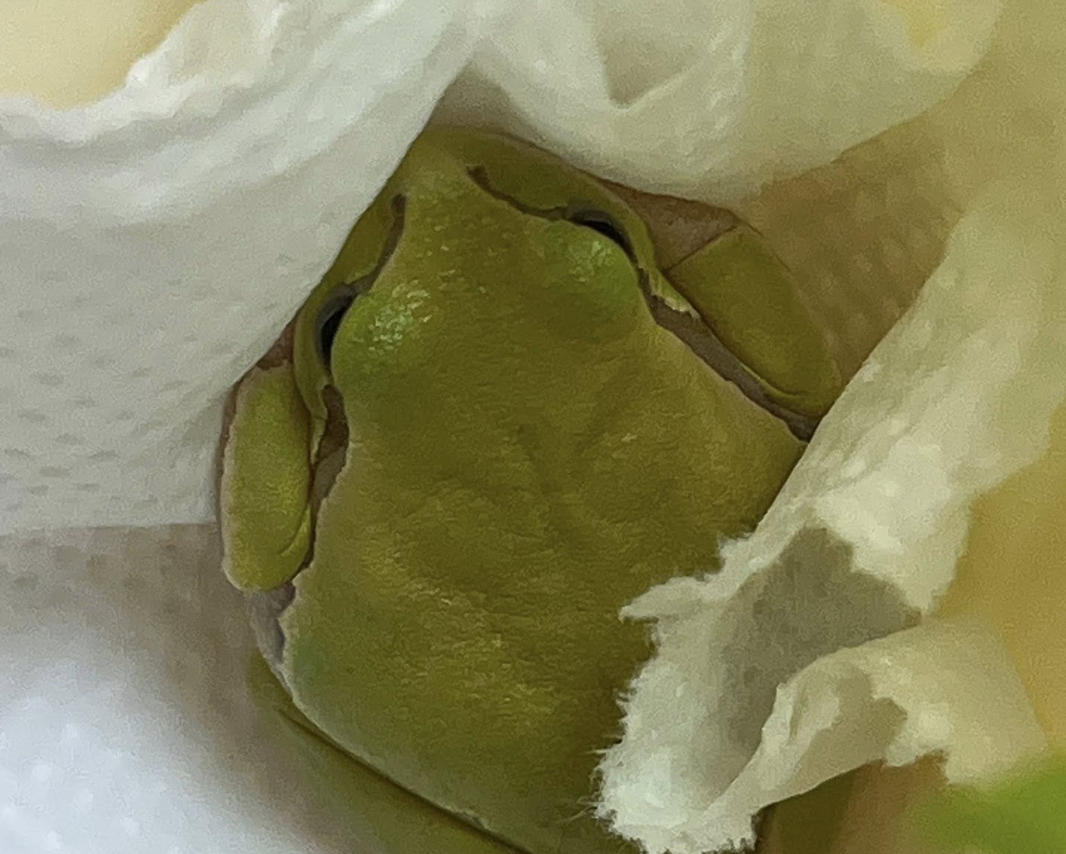 Med pranjem solate iz Lidla skočilo presenečenje, ki ga nista pričakovala