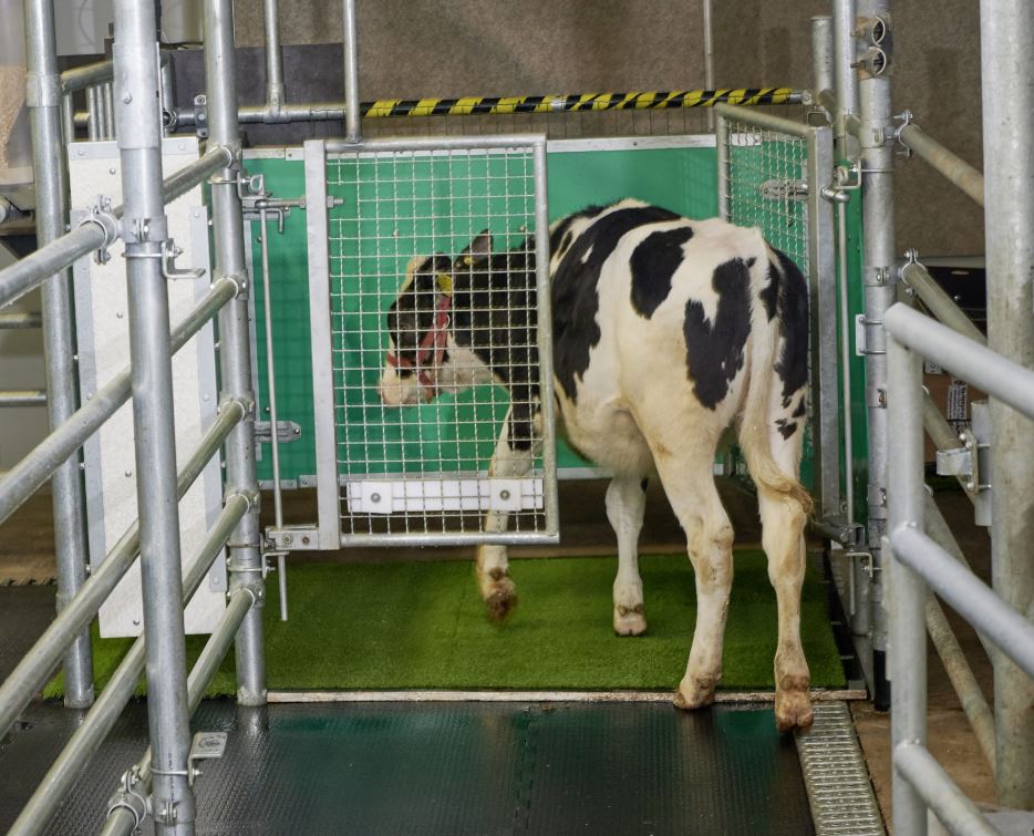 Znanstveniki naučili krave uporabljati stranišče