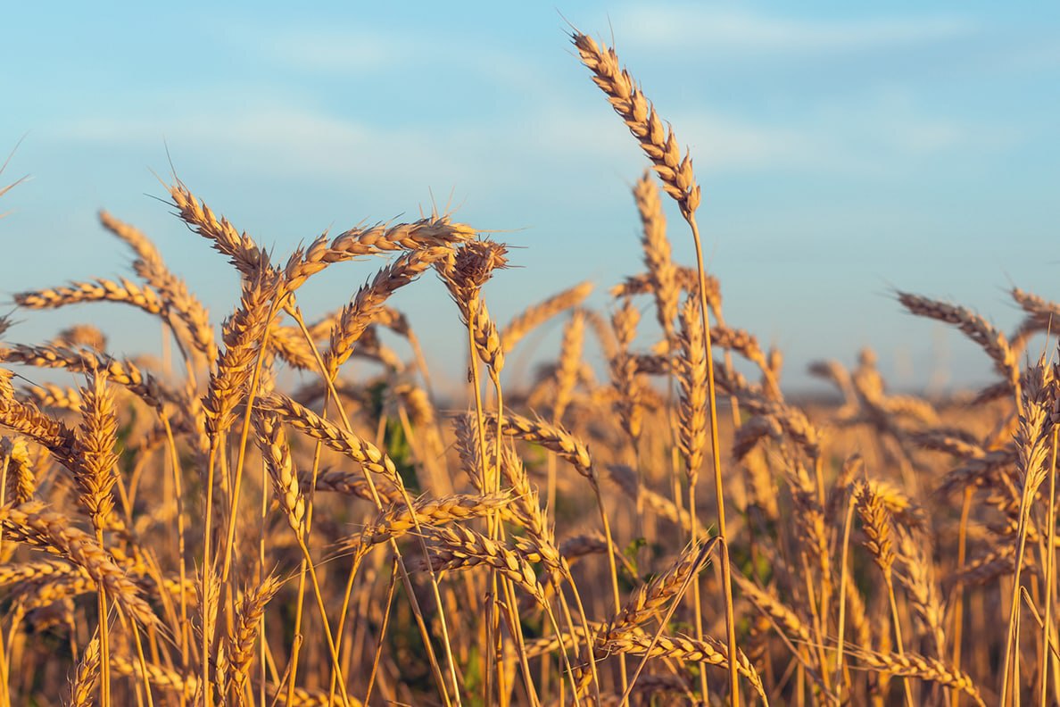 Rusija in Ukrajina obnovili dogovor o izvozu žita