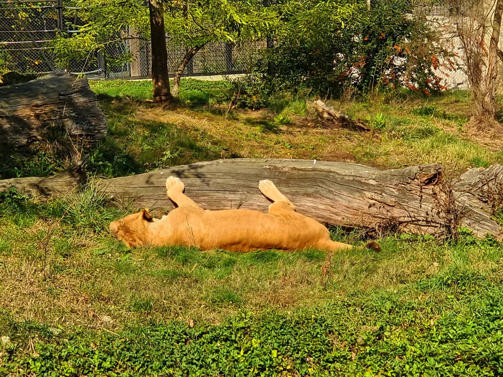 V zagrebškem živalskem vrtu za korono zbolela leva