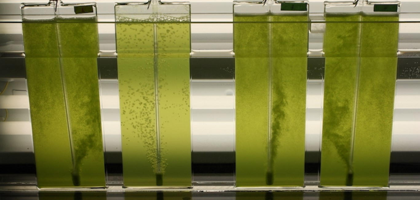 V Istanbulu se obeta letalska revolucija biogoriva iz alg