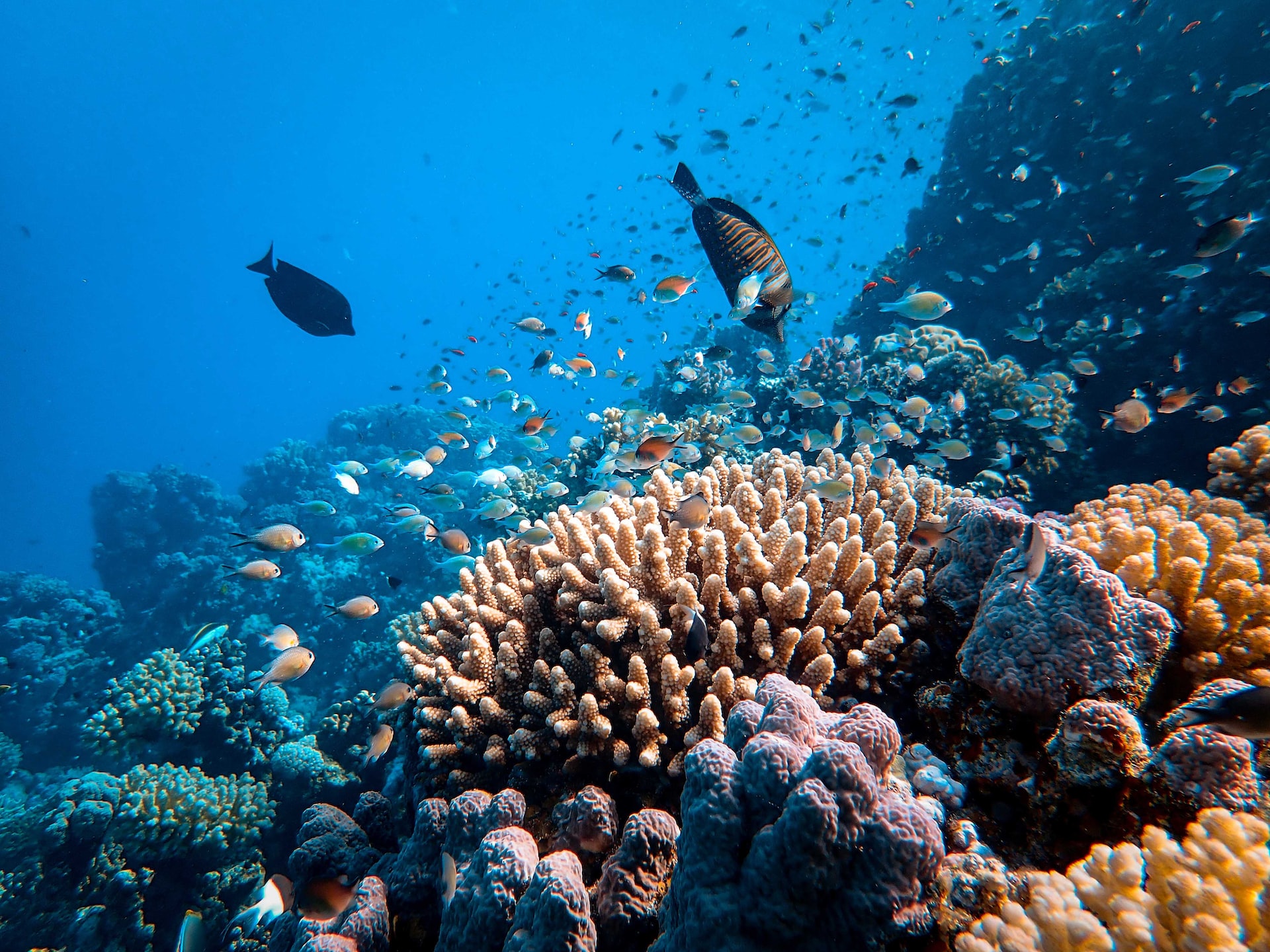 Letošnja okoljska prioriteta je zaščita koralnih grebenov