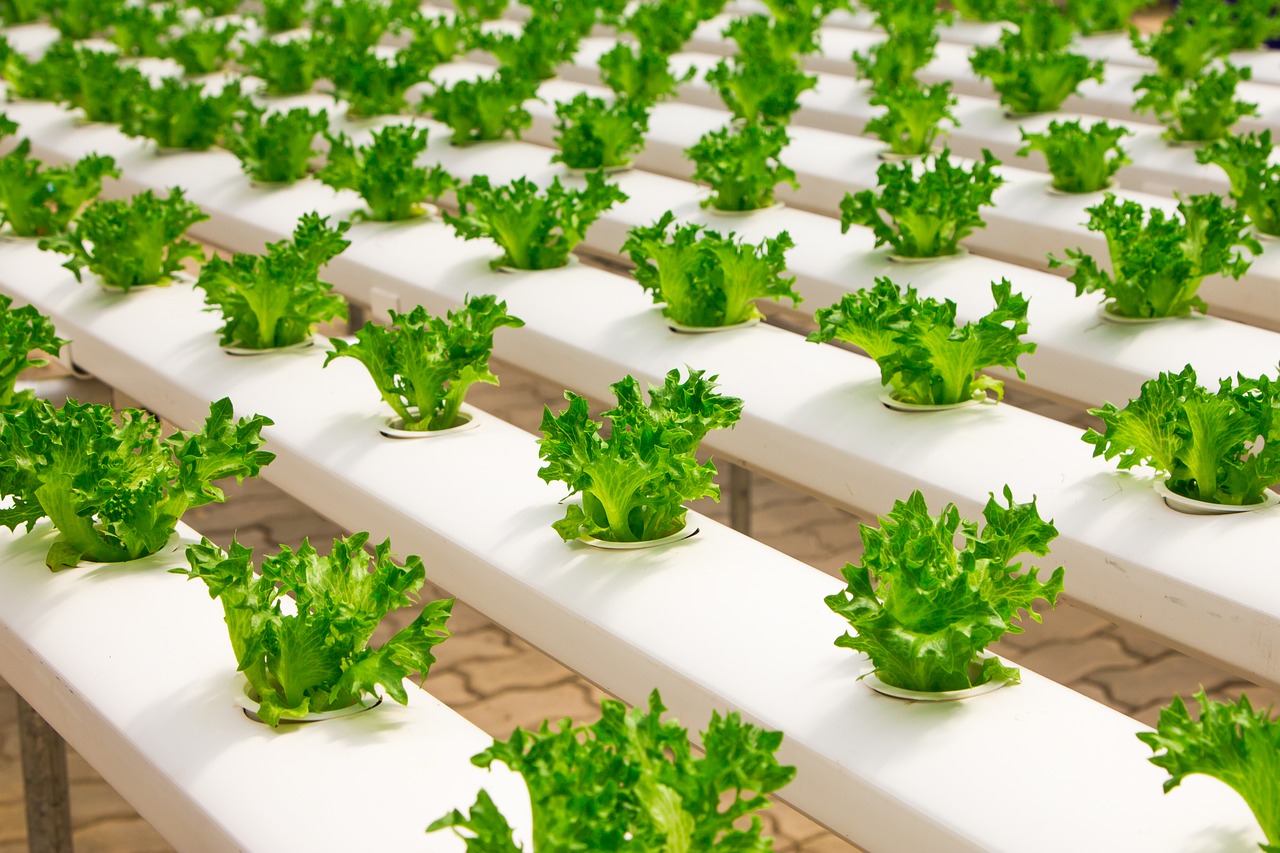 Zelenjava iz supermarketa je z vertikalnimi farmami bolj eko