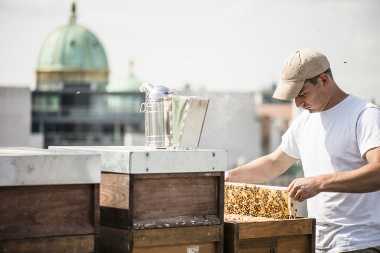 Čebele dunajske mestne hiše zaslužne za 180 kilogramov medu