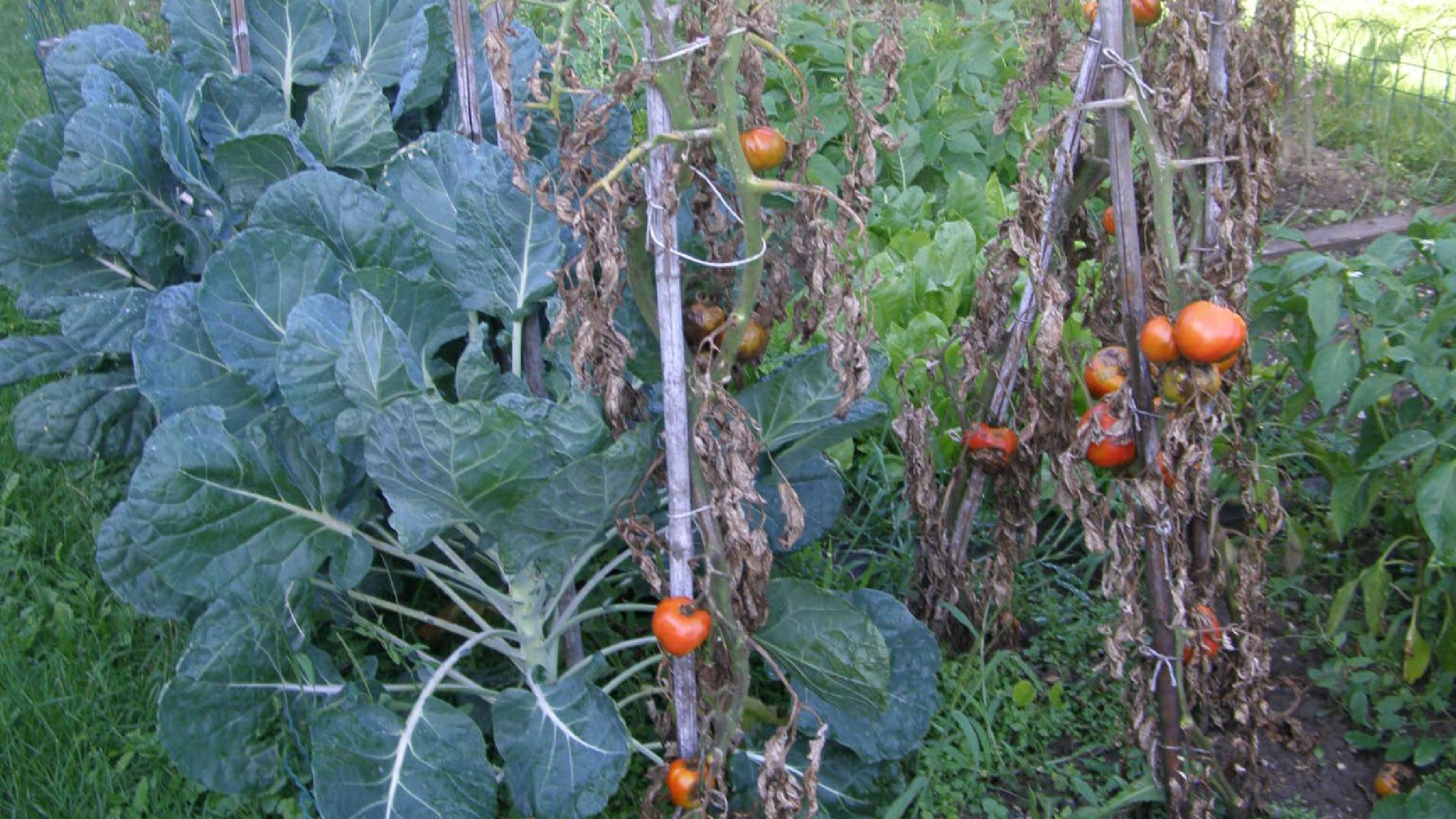 FOTO: Kako lahko še pomagamo paradižniku?